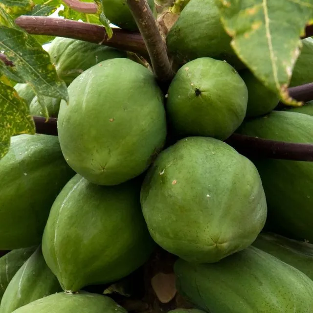 thumbnail for publication: Feral Papaya Plants in Florida—A Resource for Breeding New Cultivars